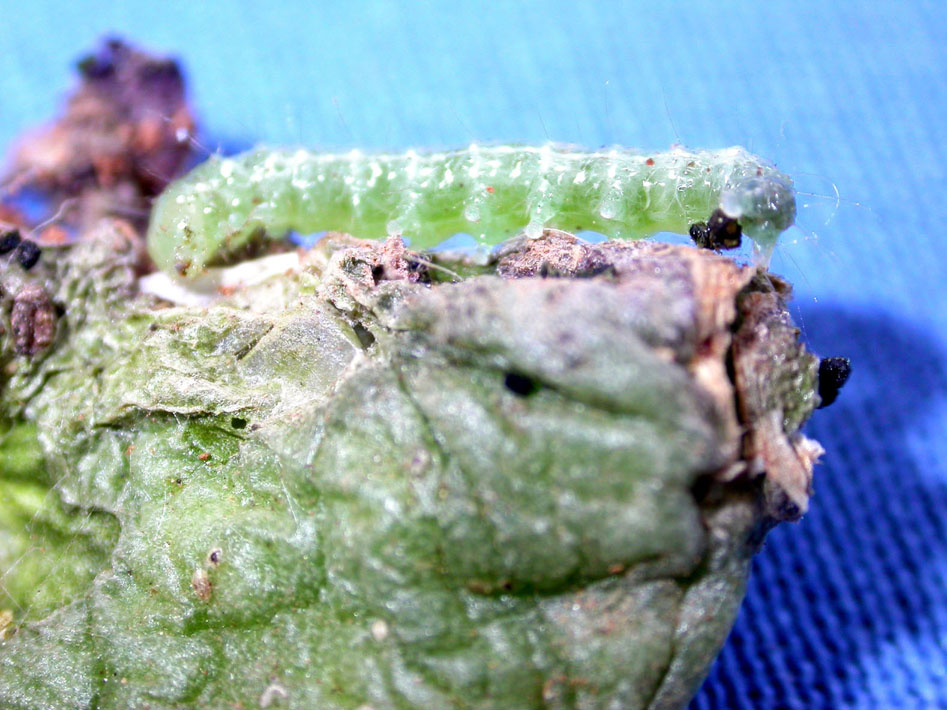 A che specie appartiene questo bruco parassita di Caralluma?